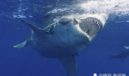 大白鲨视频,大白鲨的致命猎杀
