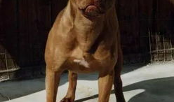 比特犬打斗视频,残酷的街头对决现场直击